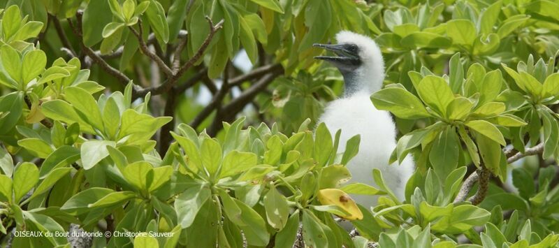 Red-footed Boobyjuvenile