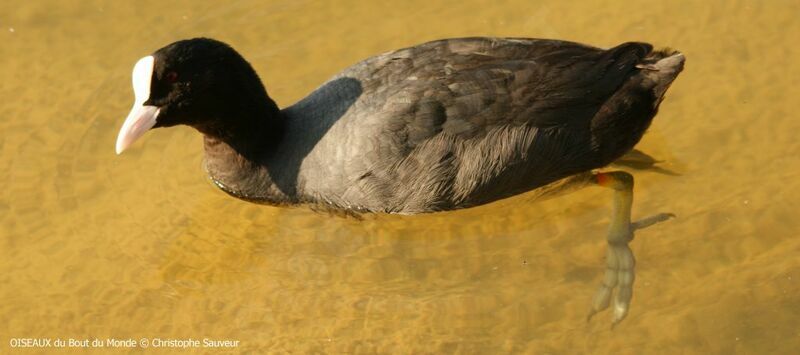 Eurasian Coot