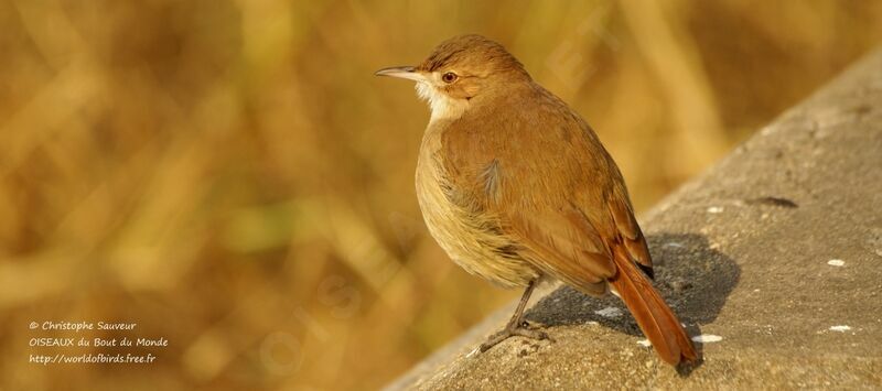 Rufous Hornero, identification