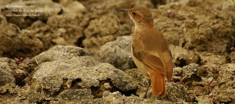 Rufous Hornero, identification