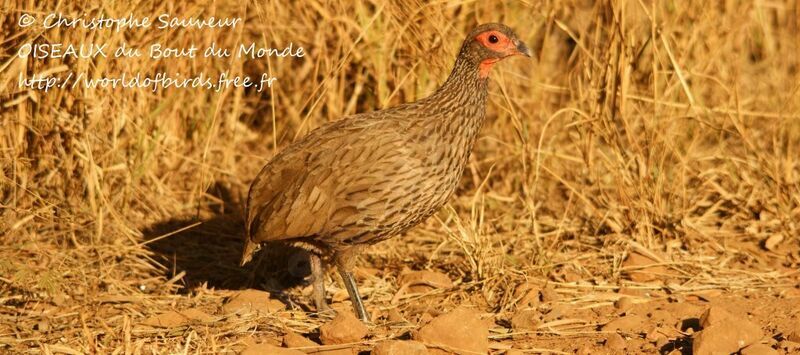 Francolin de Swainson