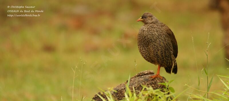 Francolin du Natal, identification