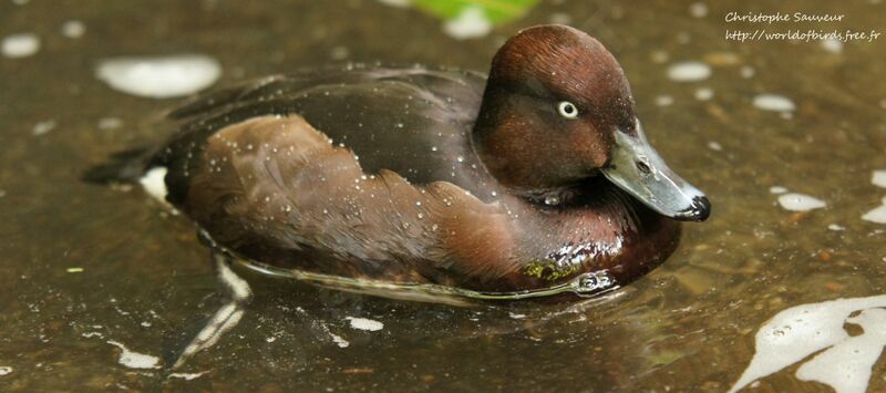 Ferruginous Duck