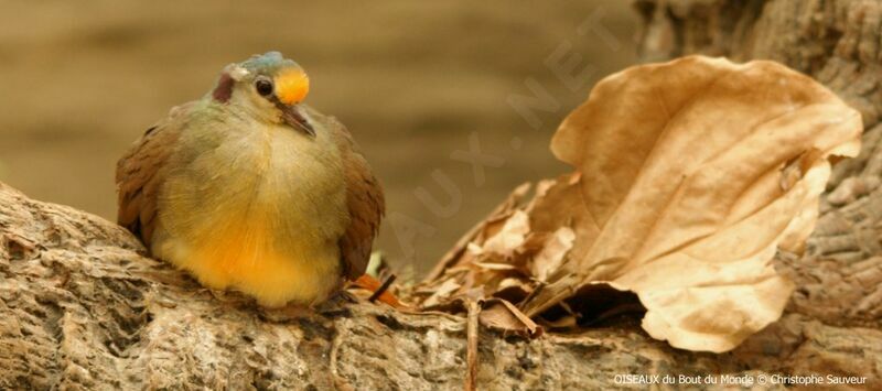 Sulawesi Ground Dove