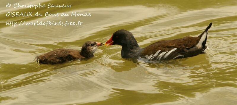 Common Moorhen