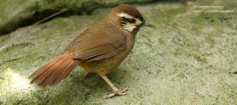 White-browed Laughingthrush