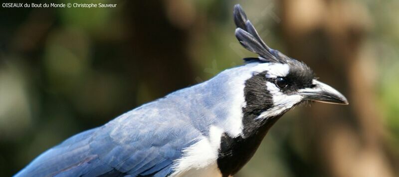 Black-throated Magpie-Jay