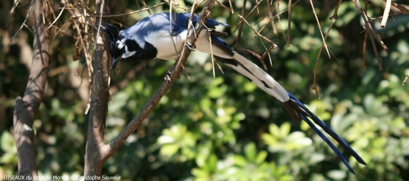 Black-throated Magpie-Jay