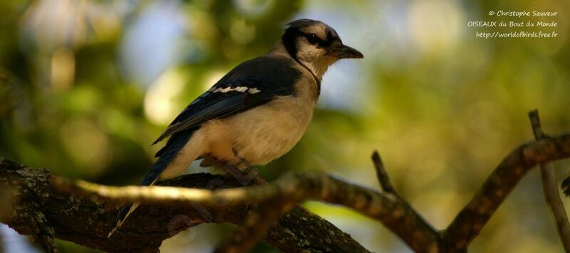 Blue Jay, identification