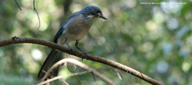 Woodhouse's Scrub Jay