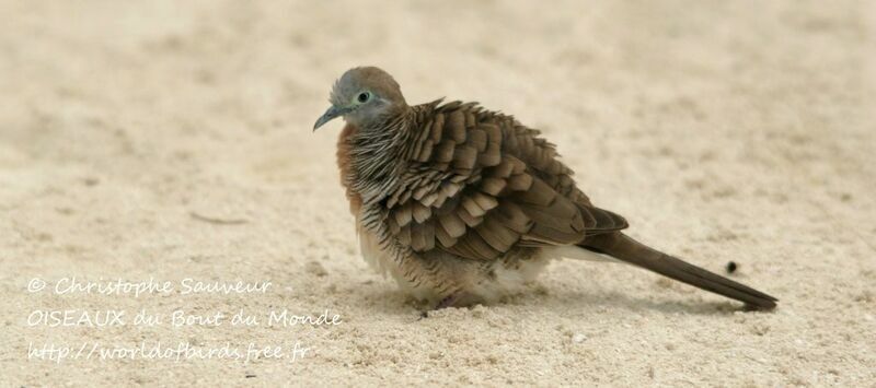 Zebra Dove