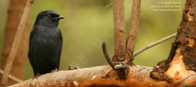 Gobemouche sud-africainadulte, identification