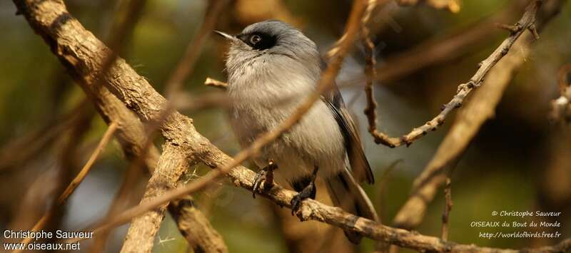 Masked Gnatcatcher male adult, close-up portrait