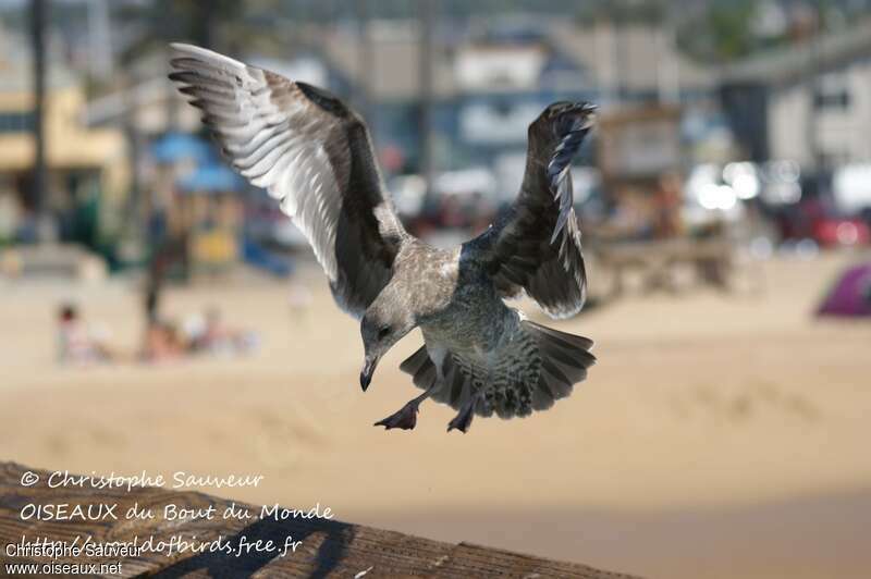 California Gulljuvenile, identification