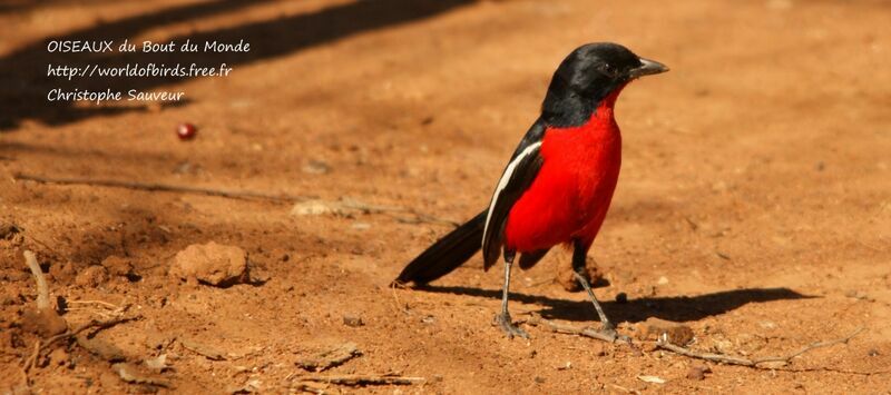 Gonolek rouge et noir