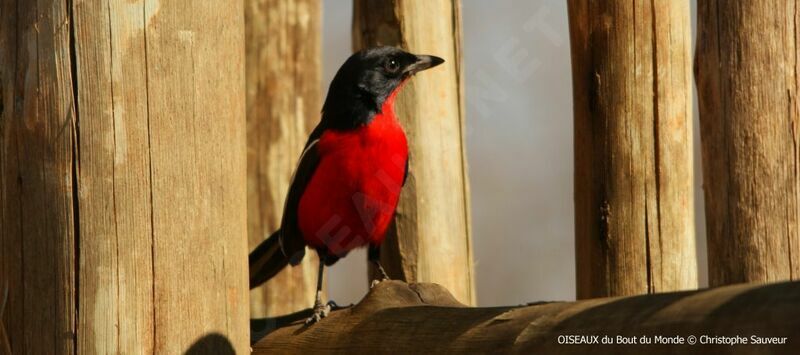 Gonolek rouge et noir