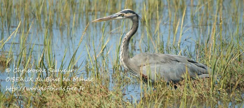 Great Blue Heron