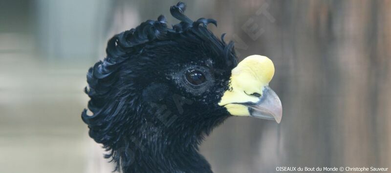 Great Curassow