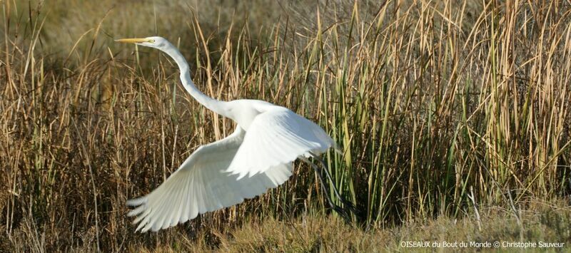 Grande Aigrette