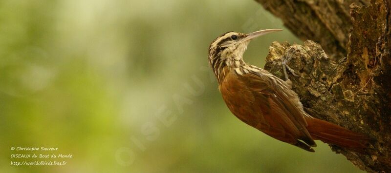 Narrow-billed Woodcreeper, identification