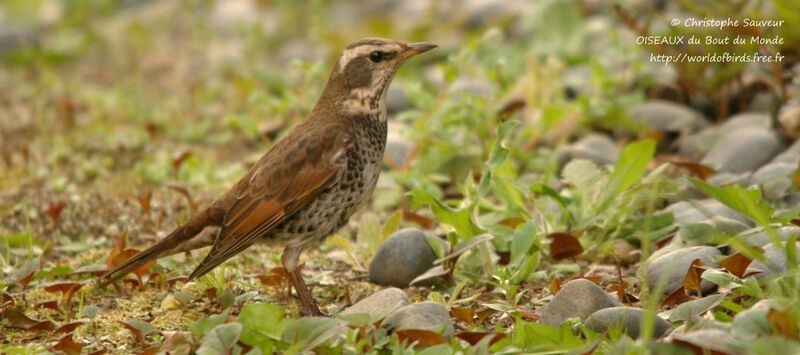 Dusky Thrush, identification