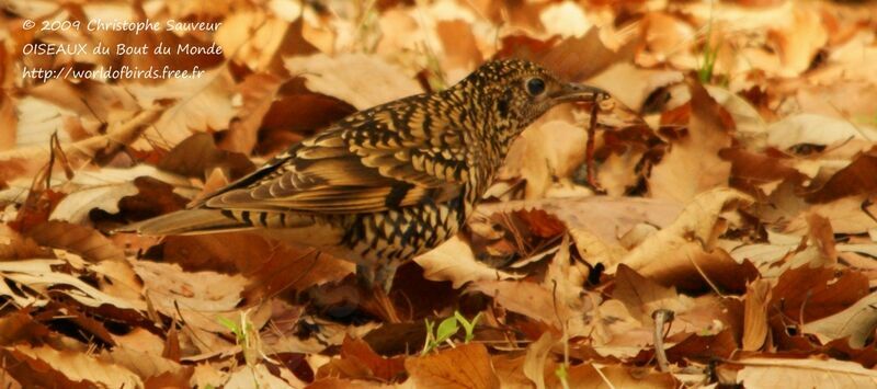 White's Thrush, identification, feeding habits