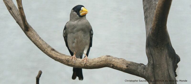 Japanese Grosbeak