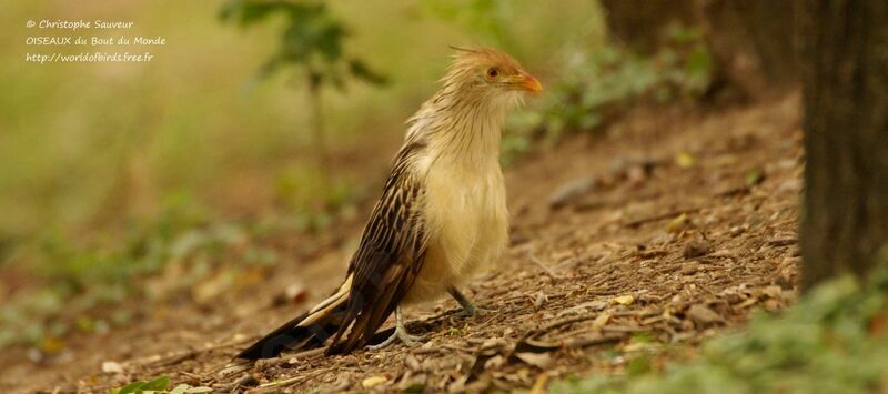 Guira Cuckoo, identification