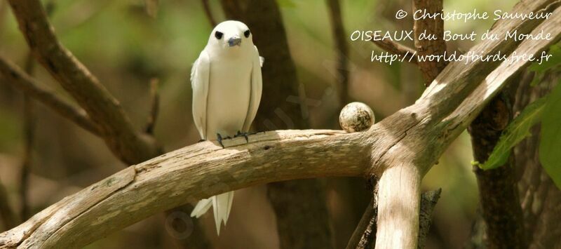 White Tern, identification, Reproduction-nesting, Behaviour