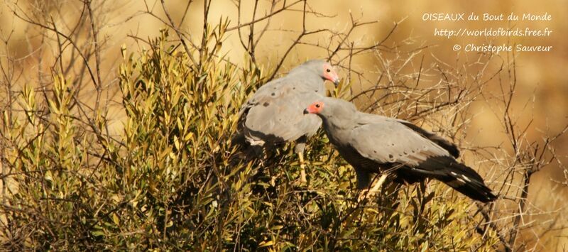 African Harrier-Hawk, identification