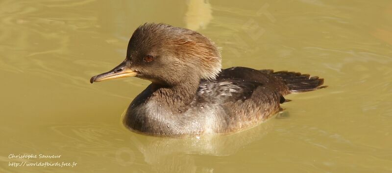 Hooded Merganser