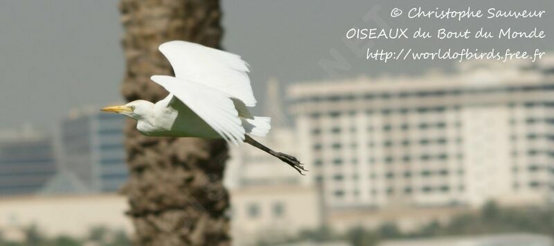 Western Cattle Egret, Flight