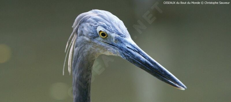 Great-billed Heron