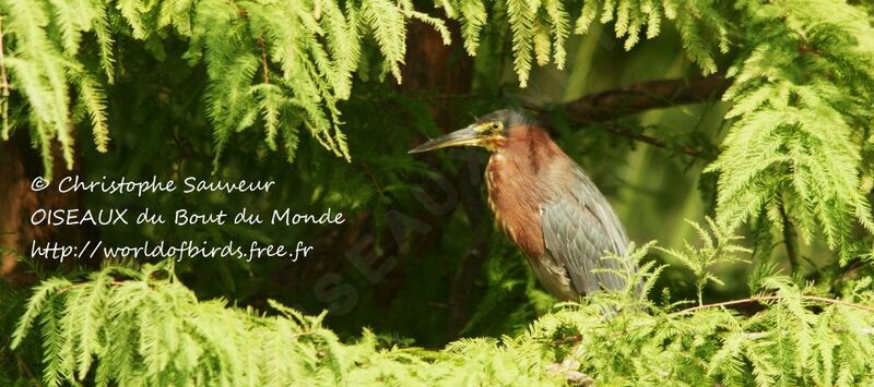 Green Heron