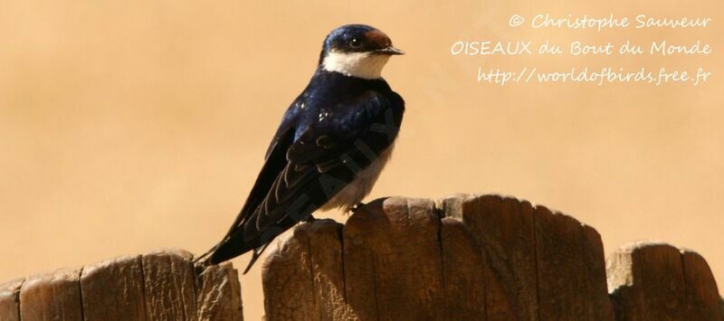 White-throated Swallow