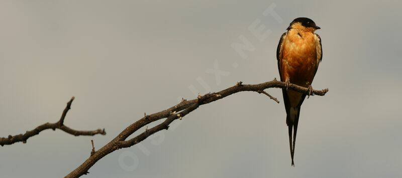 Hirondelle à ventre roux, identification