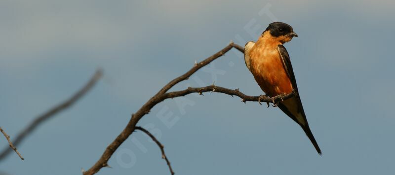 Hirondelle à ventre roux, identification