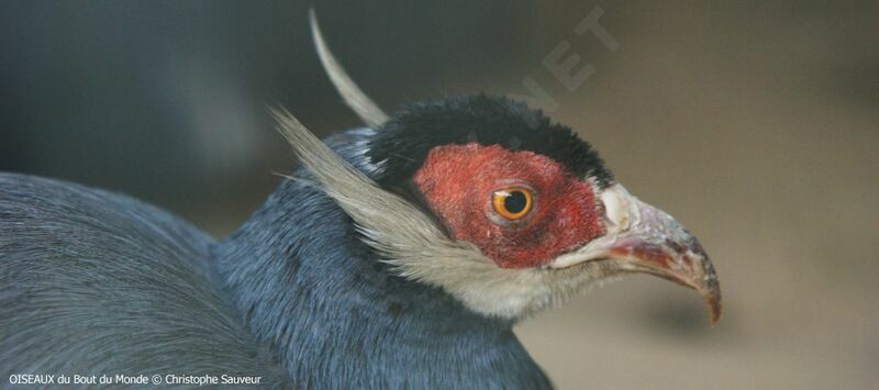 Blue Eared Pheasant