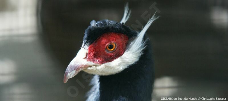 Brown Eared Pheasant