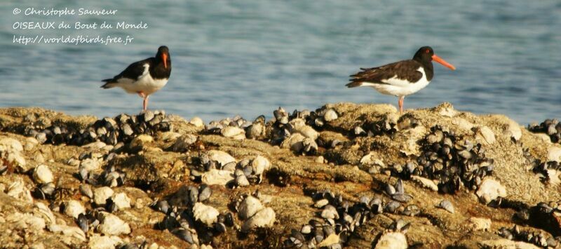 Eurasian Oystercatcher