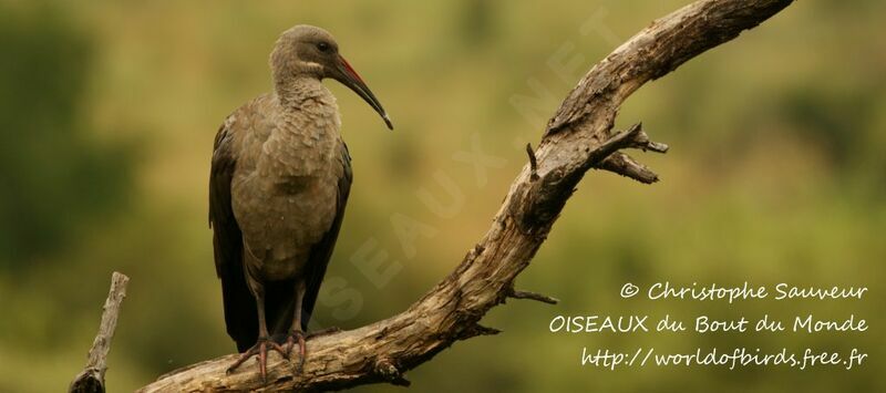 Hadada Ibis