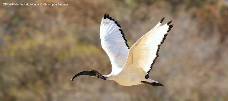 African Sacred Ibis