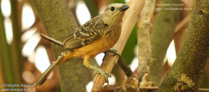 Fawn-breasted Bowerbird