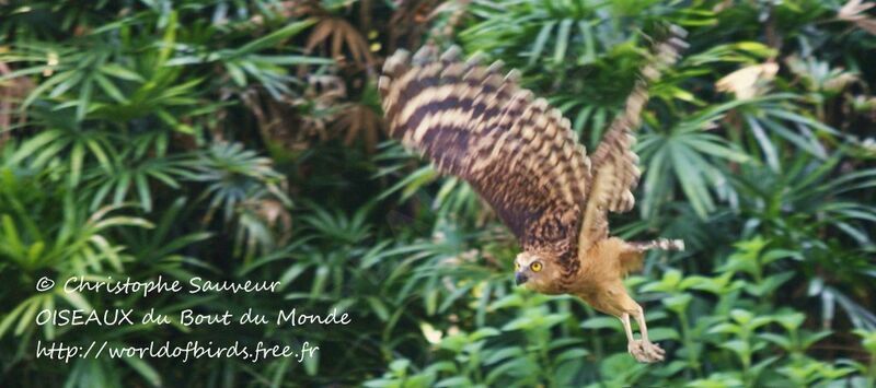 Buffy Fish Owl, Flight