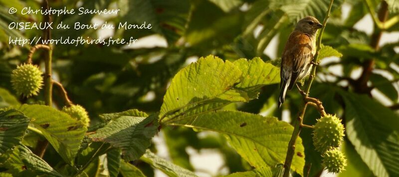 Common Linnet