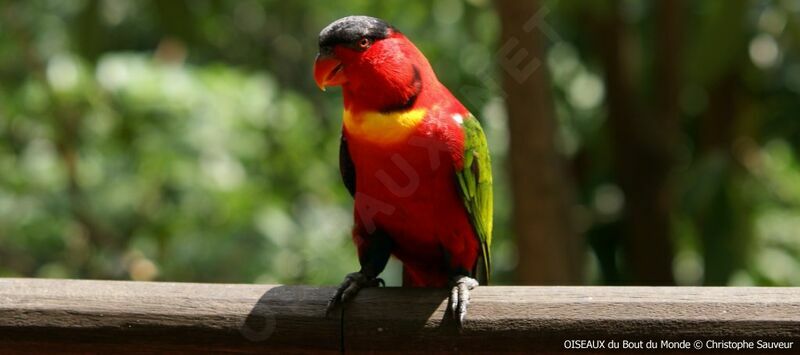 Yellow-bibbed Lory