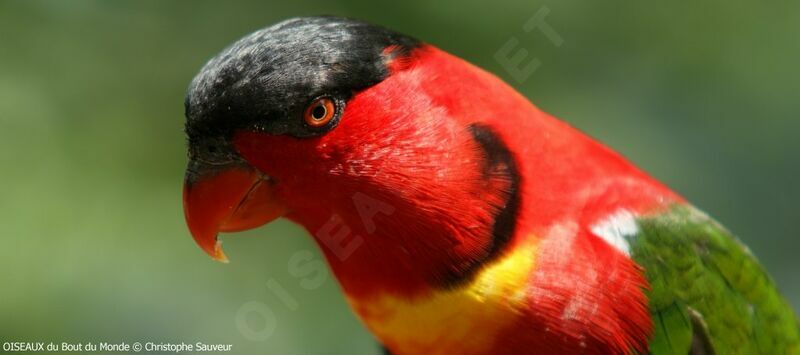 Yellow-bibbed Lory