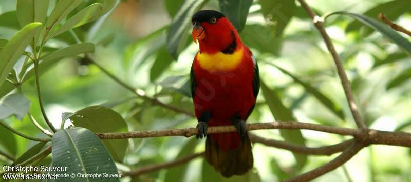 Yellow-bibbed Lory