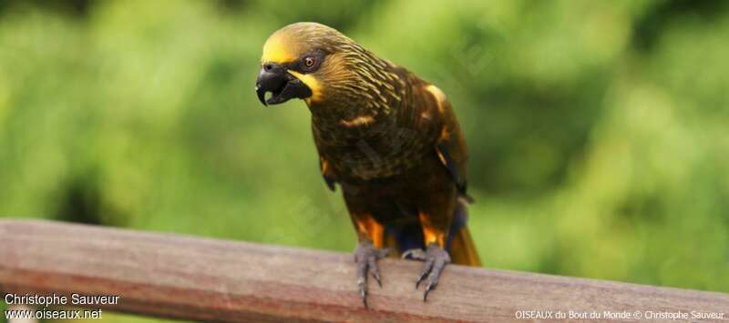 Brown Lory