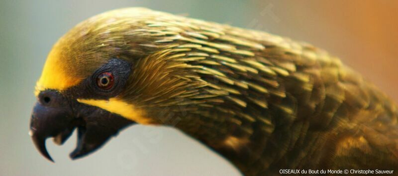 Brown Lory